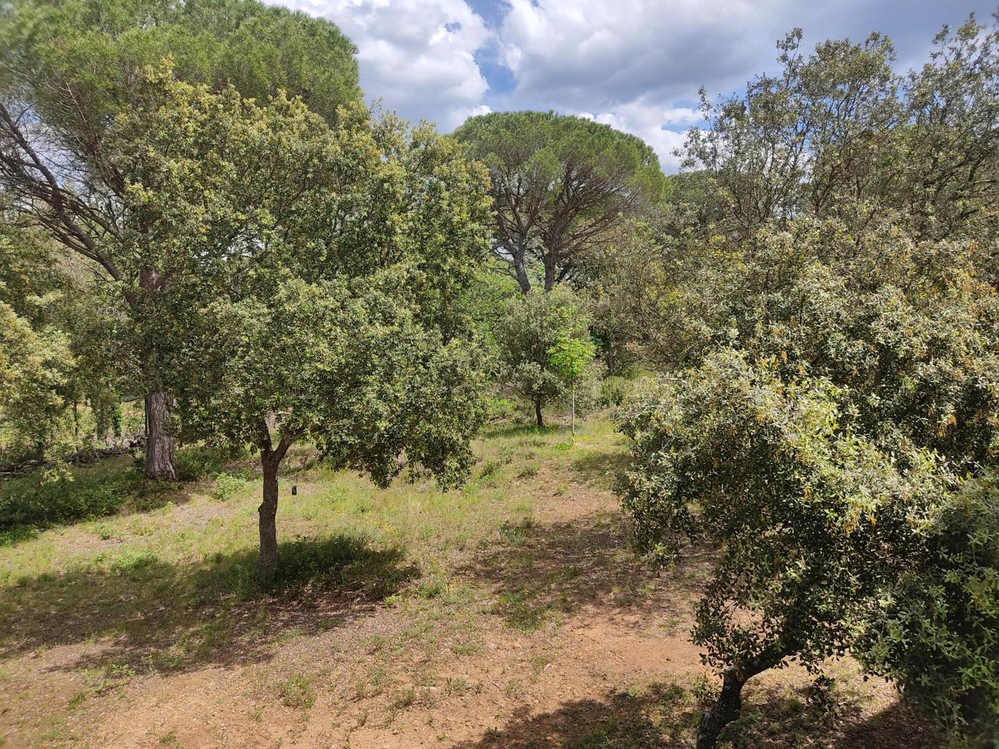 Dans La Foret Provencale Appartement