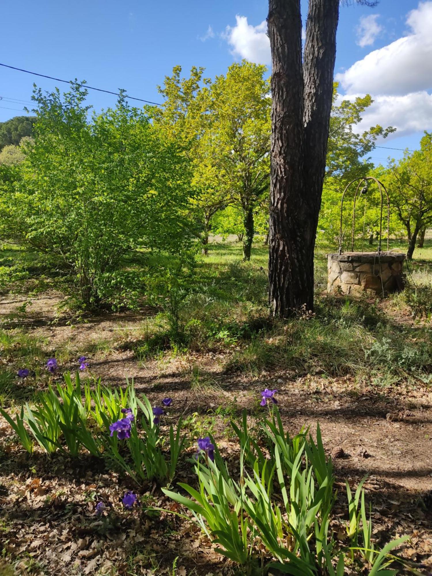 Dans La Foret Provencale